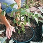 Zahradní tipy a vychytávky pro každého